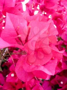 Red pink Bougainvillea flowers full bloom on vine close up in spring
