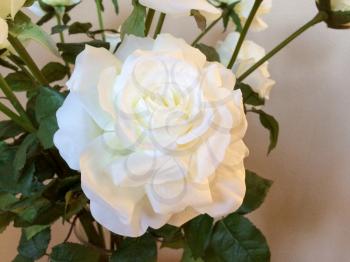 White rose flowers with green leaves indoor at home beautiful close up