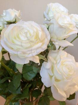 White rose flowers with green leaves indoor at home beautiful close up