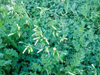 Clover leaf with White yellow meadow flowers wild spring time sun