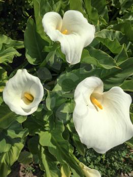 white calla lily beauty shot home garden backyard yellow pistil