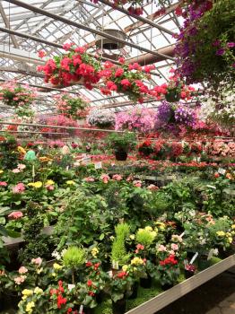 greenhouse with flowers red in bloom bright light sun