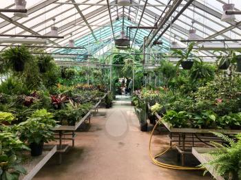 greenhouse with green plants and flowers in blooming light