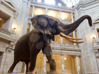Elephant with big tusks standing in a museum