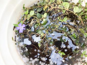 purple flowers in bucket with green leaves and water