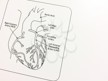 Heart diagram with blank space on white paper backgound