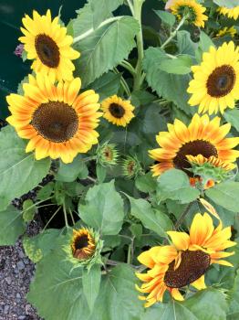sunflower plant on display for sale farmers marketplace