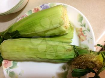 Corn on the cob cooked by stean in kitchen on plate at home