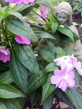 Hidden Virgin Mary statue with purple flower garden