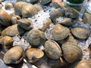 fresh clams shellfish raw whole laid out on white ice at market