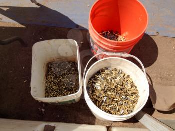 Brass bullet casing shells cartridges recycling at shooting range