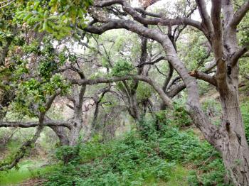 Mountain woods forest landscape trees and bush foliage secluded