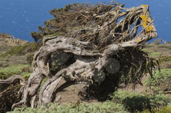 Juniper (Juniperus turbinata canariensis) twisted by the wind. La Dehesa. Frontera Rural Park. El Hierro. Canary Islands. Spain.