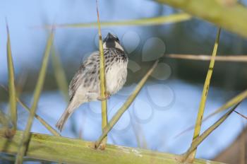 Spanish sparrow (Passer hispaniolensis). Male. Tuineje. Fuerteventura. Canary Islands. Spain.