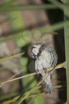 Spanish sparrow (Passer hispaniolensis). Male preening. Tuineje. Fuerteventura. Canary Islands. Spain.