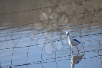 Black winged stilt (Himantopus himantopus) behind a fence. Catalina Garcia lagoon. Tuineje. Fuerteventura. Canary Islands. Spain.