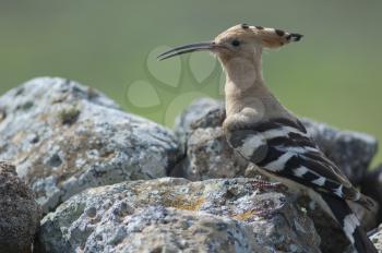 Eurasian hoopoe (Upupa epops). Uga. Yaiza. Lanzarote. Canary Islands. Spain.