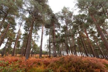 Forest in Wicklow National Park, Ireland, showing pine trees standing close to each other and fern