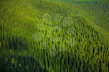 Green forest texture of many fir trees
