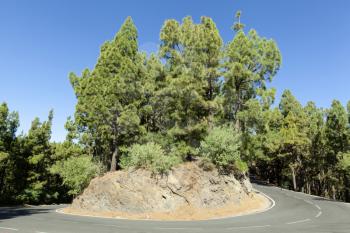 Beautiful scenic roads on Tenerife with green trees and blue sky