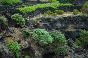 Vineyards made from black volcanic rock at Pico islands and green vegetation.