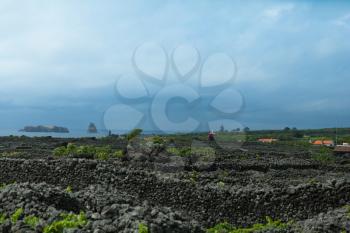 Protected vineyards landscape lajido da ceiacao velha, Pico, Azores, Portugal
