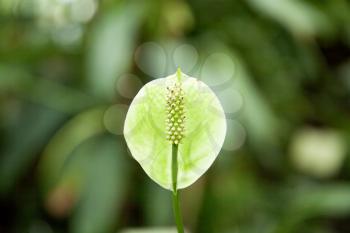 Spathiphyllum in botanical garden close-up with bokeh background