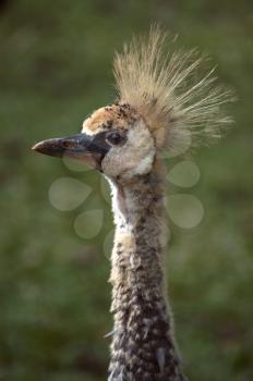 Grey crowned crane chick on bokeh background