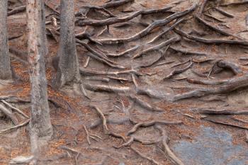 Peculiar pattern formed by tree roots