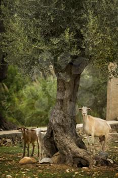 Three curious goats under an olive tree in Greece