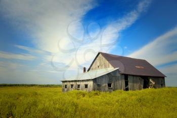 Little barn in a soybeans field during a nice summer day with a blue sky