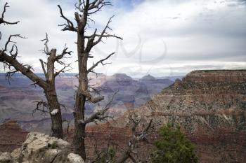 Dead trees on the top of Grand Canyon in United States
