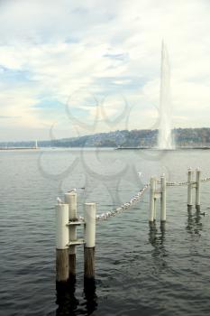 Seagulls on line on Leman lake in Geneva, Switzerland