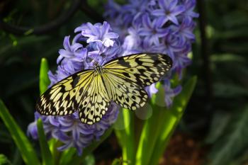Idea leuconoe butterfly also named paper kite, rice paper or large tree nymph   on a hyacinth flowers 