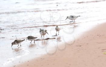 Five sanderling, Calidris Alba, looking for foo  at a beach in Iles de la Madeleine in Canada