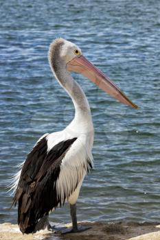 Pelican standing on a pier in Croajigolong, Australia
