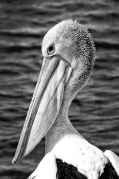 Close up of a head of a pelican with water in background in black and white