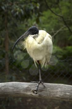 Portrait of an Ibis bird standing on a wooden fence