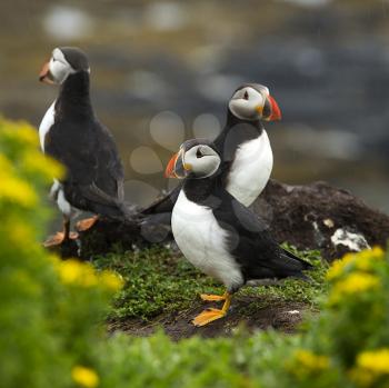 Three puffins on a land near Tobermory, Scotland