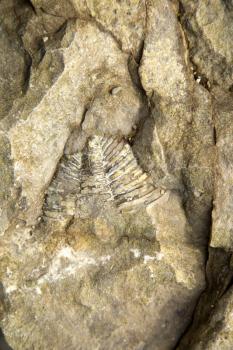 Fossil print into the sediment in Gaspesie, Quebec, Canada