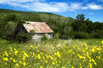 Little shed in a meadow full of yellow flowers