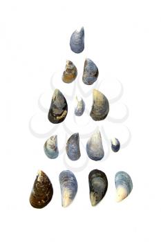 Collection of blue mussels on white background