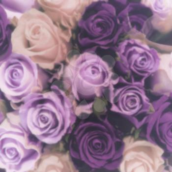 Blurred purple and pink roses romantic background.  Instagram style.