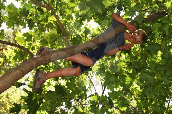 Royalty Free Photo of a Boy Climbing a Tree