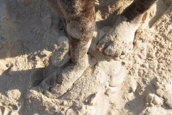 Royalty Free Photo of a Child's Foot in Sand