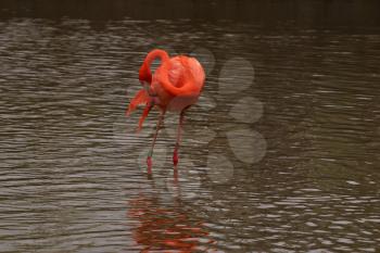 Royalty Free Photo of a Flamingo in the Water