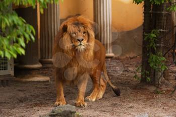 Royalty Free Photo of a Lion