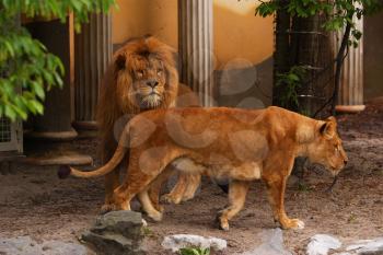 Royalty Free Photo of Lions