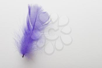 Purple feather on a white background.
