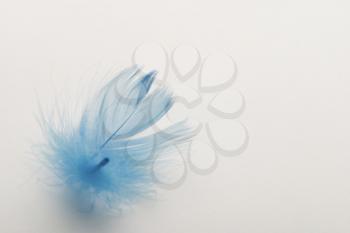 Blue feather with a white background.
